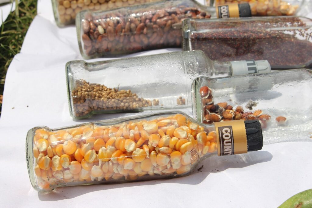 Seed saving technique where seeds are stored in recycled glass jars.
