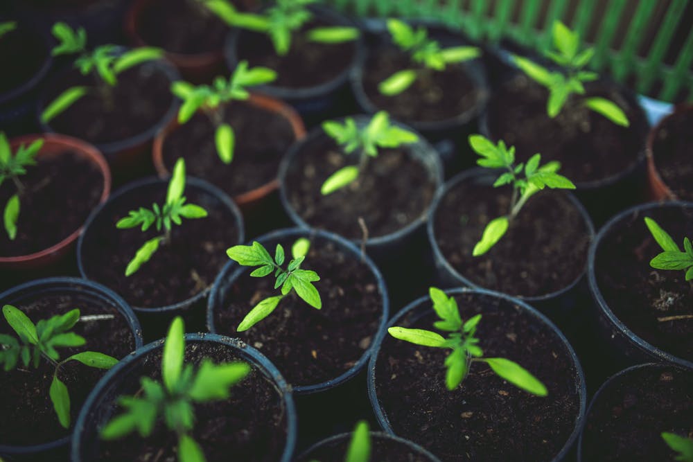 Stewards of the Land: Empowering Ogiek Youth through Ecological Restoration