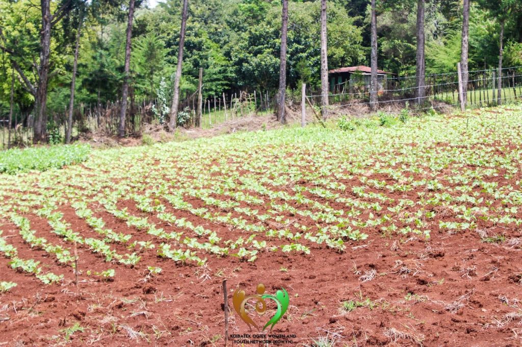 Forests to Farms: Cultivating Resilience in Benonin