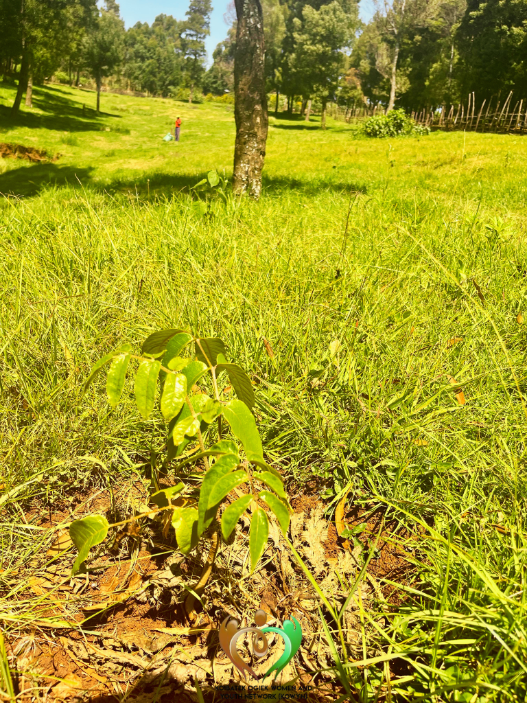 Monitoring Progress in Maji Mazuri Forest: Restoring Nature, Strengthening Climate Resilience.